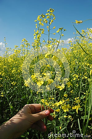 Rapeseed Stock Photo