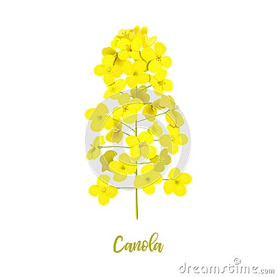 Rapeseed blossom isolated on white. Flowering Canola or colza. Brassica napus. Blooming rape yellow flowers. Spring Vector Illustration