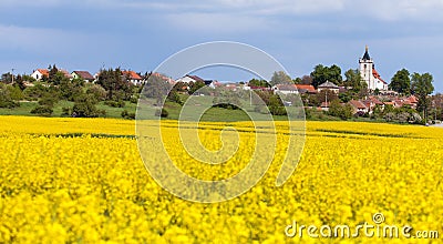 Rapeseed, canola or colza field in Latin Brassica Napus Stock Photo