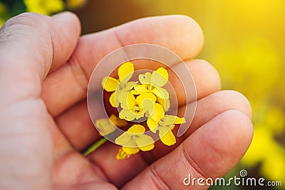 Rapeseed canola flower in farmers hand Stock Photo