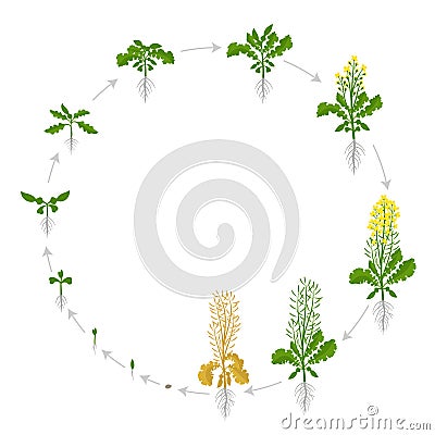 Rapeseed cycle of life. Oilseed plant round growth stages. Growing period steps. Brassica napus. Harvest animation Vector Illustration