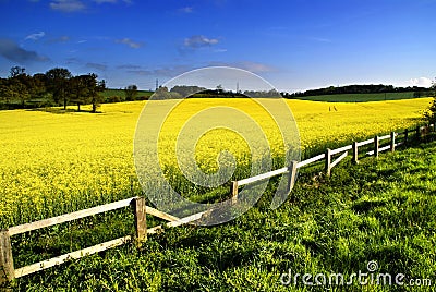 Rapeseed field Stock Photo