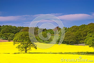 Rapeseed field Stock Photo