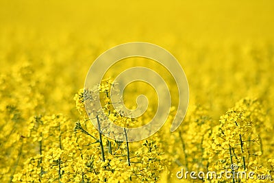 Rapeseed field Stock Photo