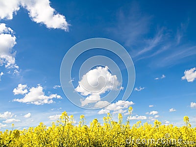 Rapeseed field Stock Photo