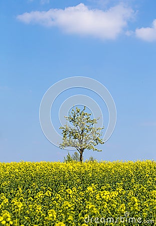 Rapeseed field with apple tree and blue sky Stock Photo