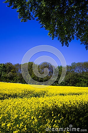 Rapeseed field 2 Stock Photo