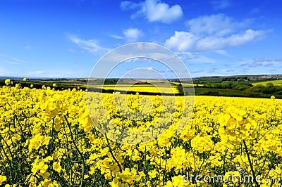 Rapeseed Field Stock Photo