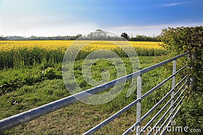 Rapeseed field and farm gate Stock Photo