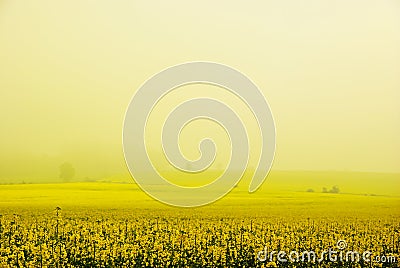 Rapeseed field Stock Photo