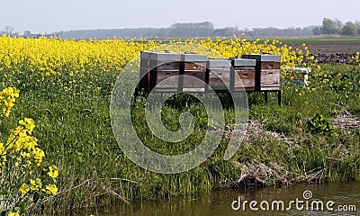 seed field with hives Stock Photo