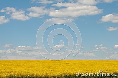 Rapeseed field Stock Photo