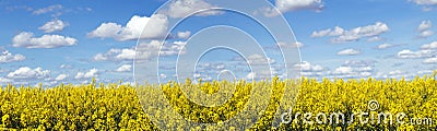 Rapeseed field panoramic landscape Stock Photo