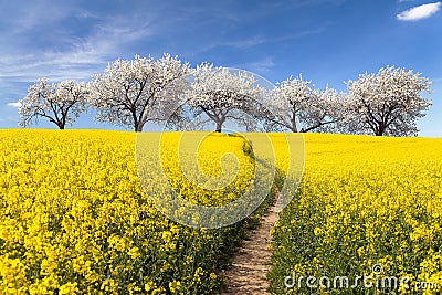 Rapeseed field, parhway and alley flowering cherry trees Stock Photo