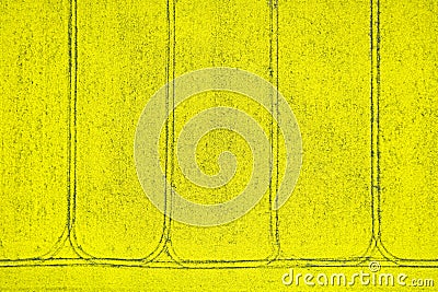 Blooming rapeseed field seen from above. Drone shot for agriculture business. Stock Photo