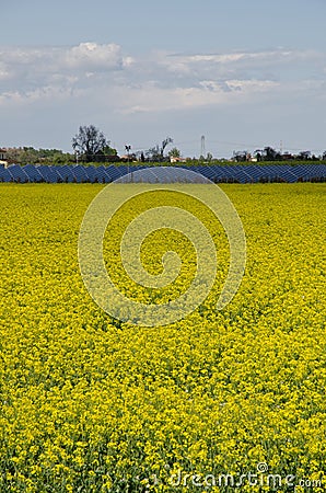 Rapeseed field Stock Photo