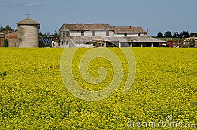 Rapeseed field Stock Photo