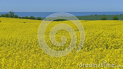 Rapeseed field in spring Stock Photo
