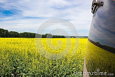Rapeseed field under blue sky Stock Photo