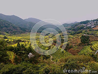 rapeseed field in Wuyuan, Jiangxi, China Stock Photo
