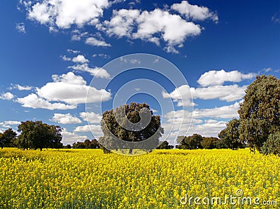 Rapeseed flowers Stock Photo