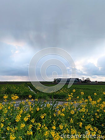 Rapeseed flowers with rain above Stock Photo