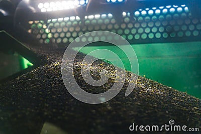 Rapeseed harvesting season. Dark inside of a combine harvester filled with black rapeseed collected from the field Stock Photo