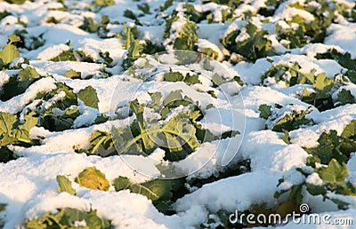 Crops in the snow. winter season growth Stock Photo