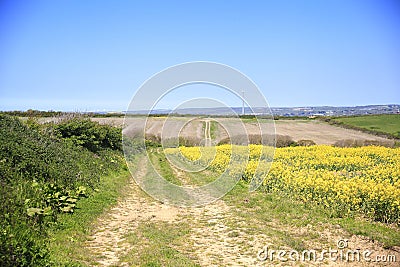 Rapeseed Oil , yellow fields of oilseed rape have become a feature of the British Stock Photo