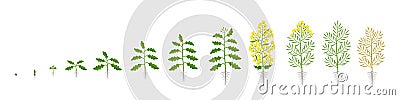 Rapeseed oilseed rape plant. Growth stages. Growing period steps. Brassica napus. Harvest animation progression Stock Photo