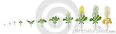 Rapeseed oilseed rape plant. Growth stages. Growing period steps. Harvest animation progression development Vector Illustration