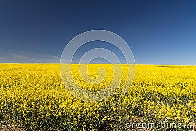 Rapeseed yellow endless field with blue sky Stock Photo