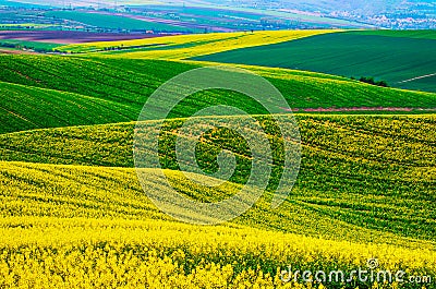 Rapeseed yellow green field in spring Stock Photo