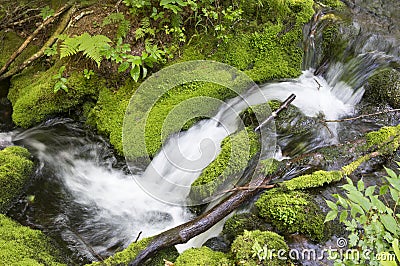 Rapid brook running in the trail of the Mount Carleton, where the ground is covered by moss and grass Stock Photo