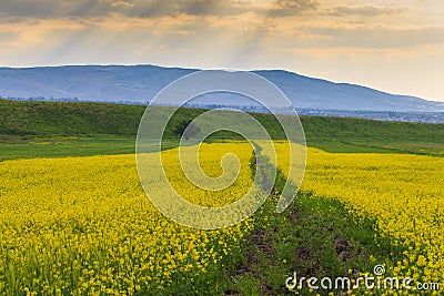 Raps field against the backdrop of high mountains. Blooming summer herbs. Spring landscape. Summer outside the city. Kyrgyzstan Stock Photo
