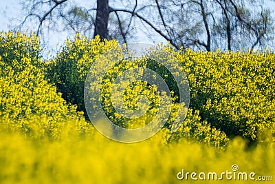 Raps field blooming near forest Stock Photo