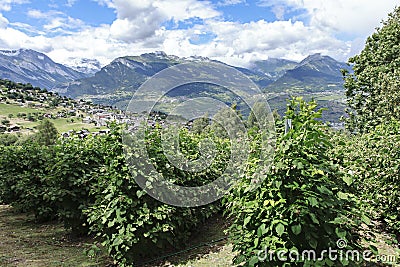 Rapsberry field in switzerland Stock Photo