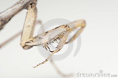 Ground and bark mantis raptorial claws Stock Photo