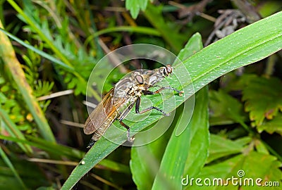 Raptorial fly Asilella londti 9 Stock Photo