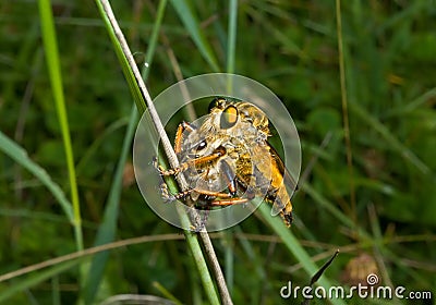 Raptorial fly (Asilidae) 11 Stock Photo