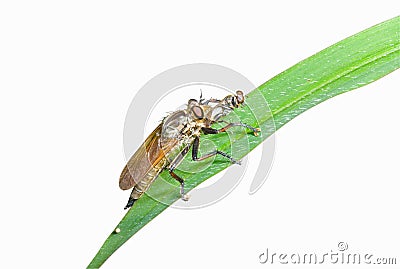 Raptorial fly (Asilidae) 3 Stock Photo