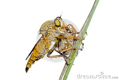 Raptorial fly (Asilidae) 9 Stock Photo