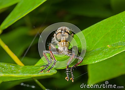 Raptorial fly (Asilidae) 15 Stock Photo