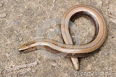 Rare animal, legless shiny harmless lizard slow worm Stock Photo