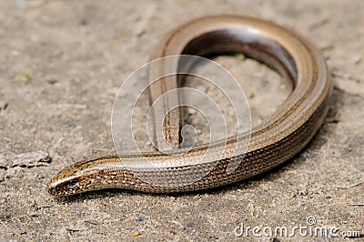 Rare animal, legless shiny harmless lizard slow worm Stock Photo