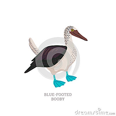 Rare animals collection. Blue-footed booby. Tropical marine bird with bright blue feet. Flat style vector illustration Vector Illustration