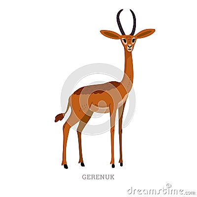 Rare animals collection. Gerenuk, Litocranius walleri. African long-necked antelope or giraffe gazelle. Flat style Vector Illustration
