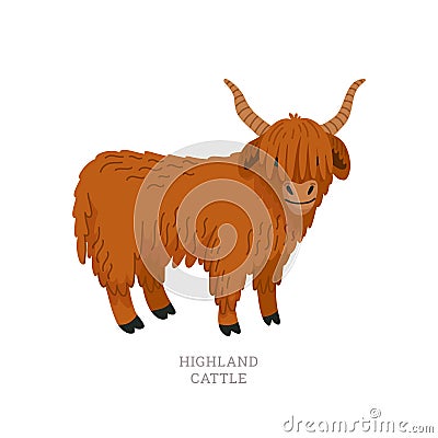 Rare animals collection. Highland cattle. Scottish breed of long-haired cattle. Flat style vector illustration isolated Vector Illustration