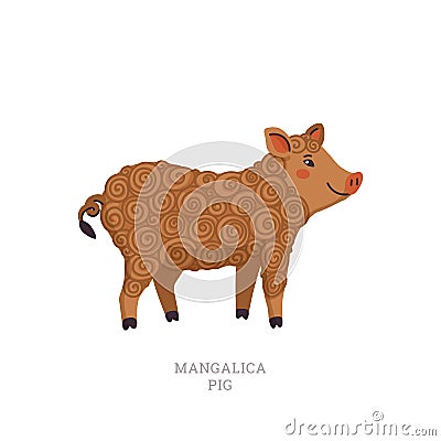 Rare animals collection. Mangalica pig. Pig breed having a long curly coat like a sheep. Flat style vector illustration Vector Illustration