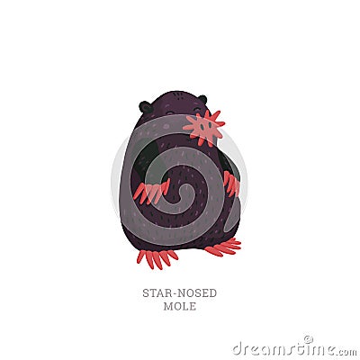 Rare animals collection. Star-nosed mole, Condylura cristata. North American mole with sensitive star-like nose. Flat Vector Illustration